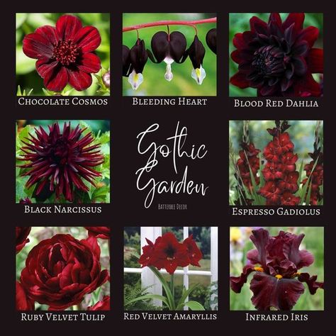 Victorian Gothic Home Decor, Morgantown West Virginia, Pretty Flowers Pictures, Gothic Flowers, Goth Garden, Red Gothic, Dahlias Garden, Gothic Garden, Witch Garden