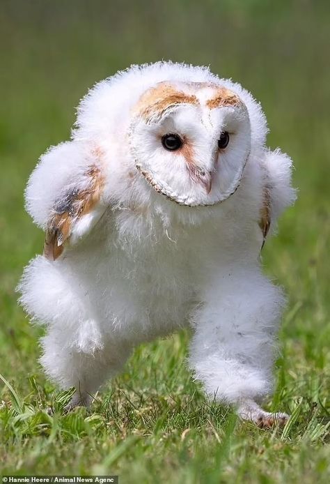 Baby Barn, Barn Owl