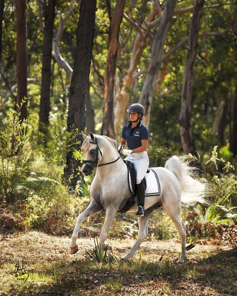 The Arabian stallion Klass galloping through an Australia forest. Owned by Mulawa Arabians. Photo by Stuart Vesty. Arabian Stallions, Horse Inspiration, Beautiful Arabian Horses, English Riding, Most Beautiful Horses, Cute Horses, Horse Life, Horse Training, Arabian Horse