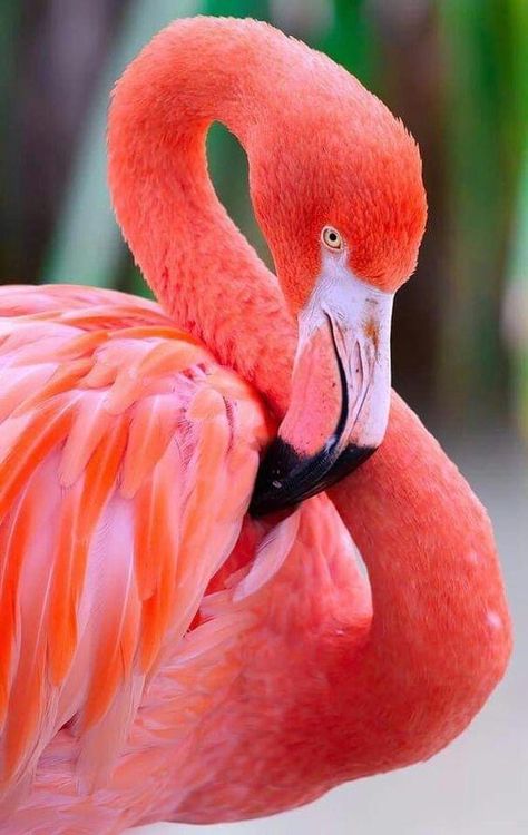 Flamingo Bird Photography, Flamingo Pictures Photography, Flamingo Photography, Flamingo Head, Regard Animal, Flamingo Pictures, Flamingo Photo, Fancy Flamingo, Iphone Wallpaper Aesthetic