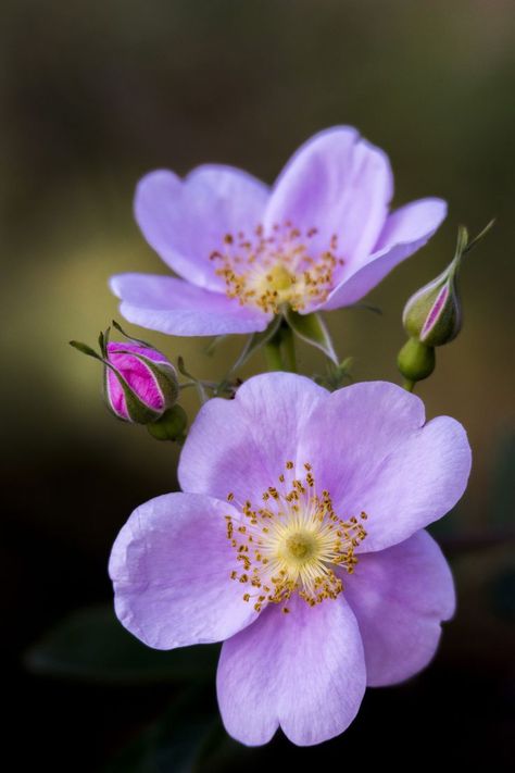 Flowers | by Tuan Lu on 500px Flower References, Flower Reference, Wild Rose, Wild Roses, Exotic Flowers, Flower Photos, Flowers Nature, Flower Pictures, Ikebana