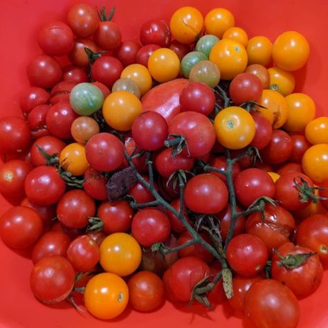 colorful cherry tomatoes Heirloom Tomato Tart, Scrambled Eggs With Cheese, Cherry Tomato Salad, Cherry Tomato Recipes, Pasta Salad With Tortellini, Roasted Beet Salad, Cherry Tomato Sauce, Tomato Bruschetta, Cherry Tomato Pasta