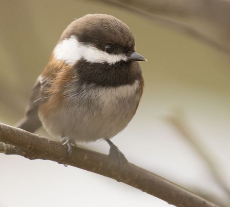 Pacific Northwest Animals, North American Birds, Chickadee Bird, Bird Identification, State Birds, Chickadees, Spokane Wa, Little Critter, Backyard Birds