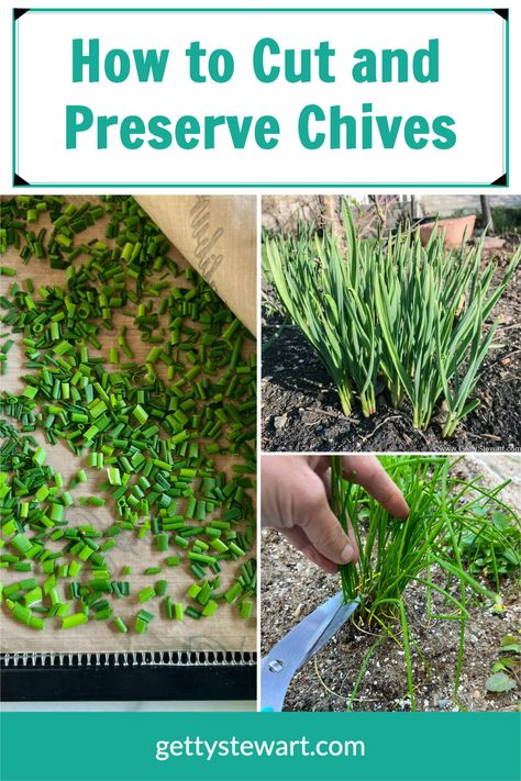 Freezing Fresh Chives, Preserving Chives Fresh Herbs, How To Freeze Fresh Chives, How To Preserve Fresh Chives, How To Dry Chives Fresh Herbs, What To Do With Excess Chives, Fresh Chives Recipes, How To Preserve Chives, Freezing Chives