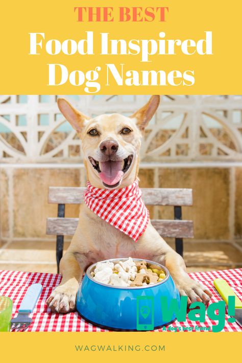 The Best Food Inspired Dog Names #topdognames #food #dogfood #dogtips #chihuahua #ladyandthetramp #garfield #becauseofwinndixie #wagwalking #wagdogwalking Food Names For Dogs, Top Dog Names, Dog Name Ideas, Organic Dog Food, Chihuahua Names, Female Dog Names, List Of Food, Toe Beans, Names For Girls