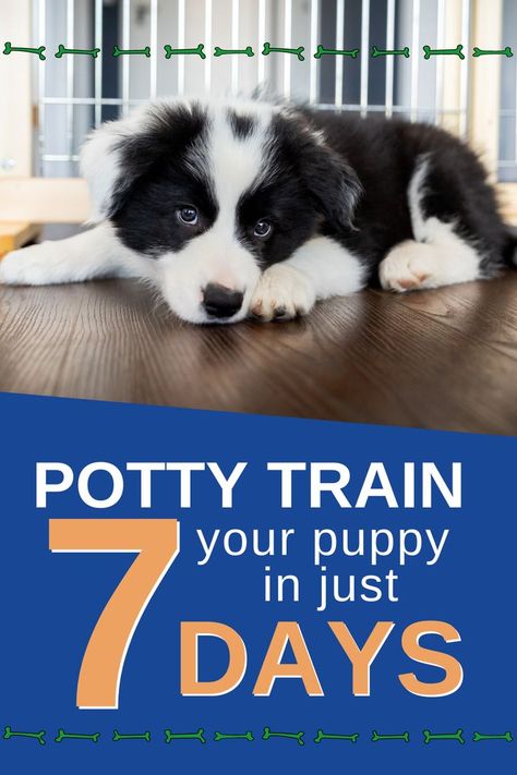 Potty Training Schedule, Puppy Schedule, How To Potty Train, Train Your Puppy, House Training Puppies, Puppy Biting, Dog Potty Training, Potty Train, Dog Potty