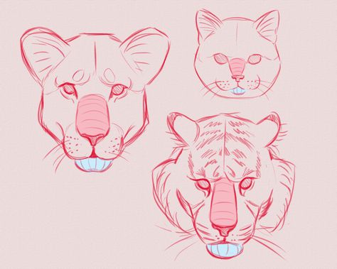 Feline Anatomy, Draw Cats, Cat Drawing Tutorial, Cat Anatomy, Big Cats Art, Cat Sketch, Animal Study, Creature Drawings, Animal Sketches