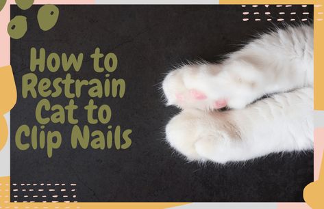 How to Restrain Cat to Clip Nails: Top Tricks and Tips | OliveKnows How To Trim Cat Claws, How To Clip Cat Nails, How To Trim Cat Nails, Clipping Cat Nails, Trim Cat Nails, Cut Nails, Cut Cat, Diy Cat Toys, Cat Things