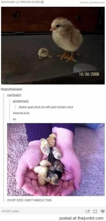 Button Quail, Cute Creatures, Funny Pics, Cute Little Animals, Animal Memes, 귀여운 동물, Cuteness Overload, Cute Funny Animals