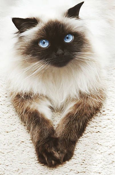 274 Himalayan Cat Pictures, Photos & Images Himalayan Kitten, Calming Cat, Ragdoll Kittens, Himalayan Cat, Söt Katt, Pet Breeds, Pets 3, Airbrush Art, Ragdoll Cat