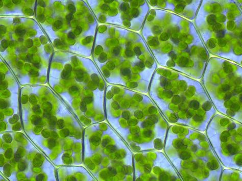 Magnified Moss: Chloroplasts are visible within cells of the forest-growing moss Plagiomnium affine. Theory Of Life, Physics Theories, Under Microscope, Under The Microscope, Endocannabinoid System, Electron Microscope, Plant Cell, Cell Biology, Microscopes