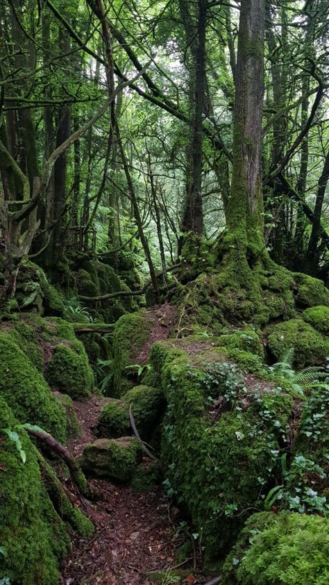 Wood Elf Aesthetic, Forestcore Aesthetic, Pillars Of Eternity, Forest Of Dean, Forest Elf, Ancient Forest, Airbrush Art, Fantasy Places, High Fantasy