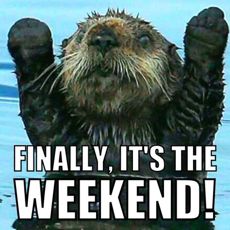 One of the hardest things in life is having words in your heart that you can’t otter. #weekend #goswimming #otterhumor #heavyglare Great Job Meme, Weekend Meme, Job Memes, Positive Memes, Job Humor, Monday Memes, Monday Humor, Christmas Memes, Work Quotes Funny