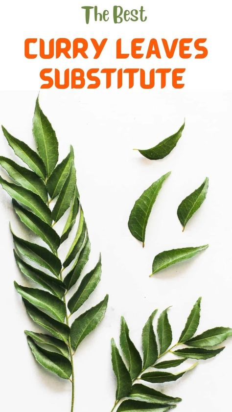 10 Easy To Find Fresh Curry Leaves Substitute - Spiceitupp % Healthy Indian Recipes Vegetarian, Curry Leaves Plant, Instant Pot Recipes Indian, Ven Pongal Recipe, Curry Leaves Powder, Best Indian Food Recipes, Indian Instant Pot Recipes, Pressure Cooker Recipes Healthy, Ministry Of Curry