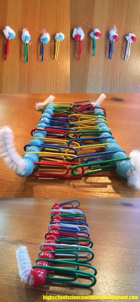 Dna Model Project, Biology Ideas, Biology Activity, Dna Project, Plasma Membrane, Membrane Structure, School Biology, Biology Classroom, Dna Model