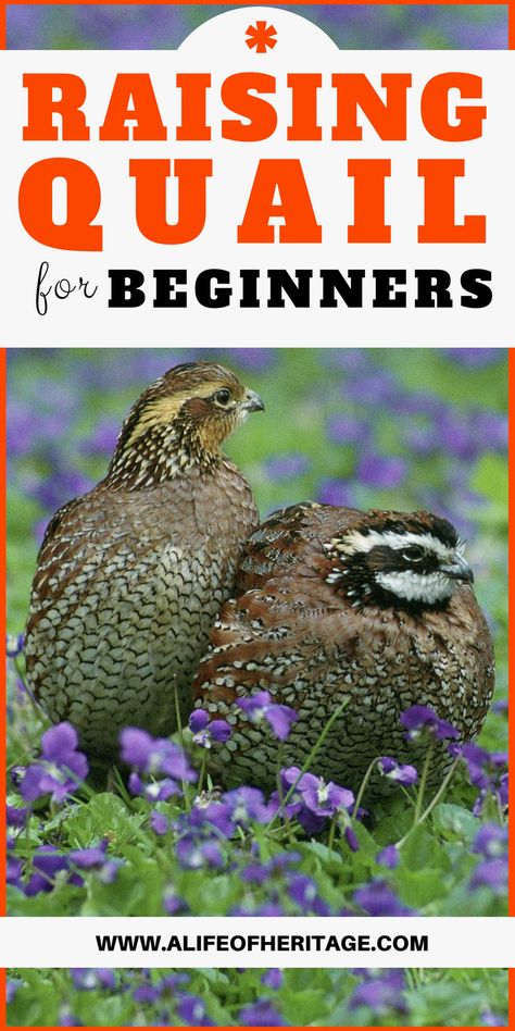 Raising Quail For Profit, Raising Quail For Meat, Quail Run Ideas, Raising Quail For Eggs, Keeping Quail, Quail Raising, Suburban Farm, Chicken Anatomy, Quail Pen