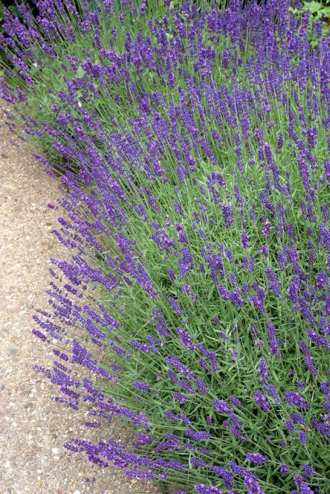 Find help & information on Lavandula angustifolia English lavender from the RHS Garden Design Cottage, Hampton Court Palace Gardens, Palace Garden, Cottage Garden Plants, English Lavender, Garden Shrubs, Garden Types, Wildlife Gardening, School Garden