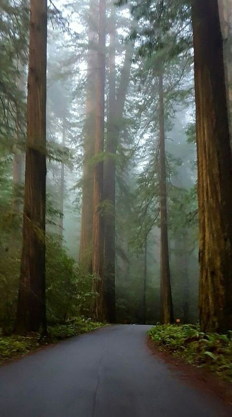 Humboldt County, The Redwoods, Redwood Forest, Beautiful Forest, Deep Forest, Alam Yang Indah, Magical Places, Nature Aesthetic, Beautiful Tree