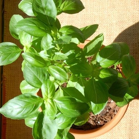 Pinch basil to encourage it to produce more leaves. Basil Plant Care, Harvest Basil, Harvesting Basil, Growing Herbs Indoors, Small Herb Gardens, Snake Plant Care, Types Of Herbs, Basil Seeds, Gardening Zones