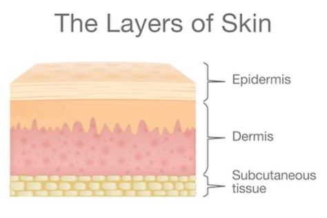 Skin Structure Anatomy, Skin Layers Anatomy, Anatomy Of Skin, Epidermis Layers, Skin Education, Skin Biology, Doctor Notes, Clinical Medical Assistant, Dermatology Aesthetic