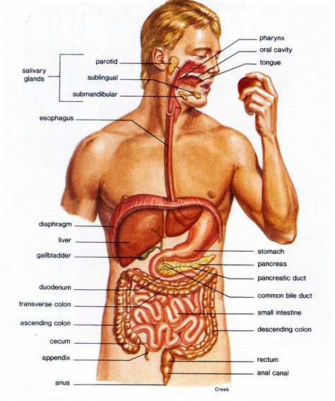 Food Combining: The Little-Understood Secret to Optimal Health & Weight Revealed – Bliss Returned Organ Diagram, Human Organ Diagram, Human Body Organs Anatomy, Body Organs Diagram, Body Anatomy Organs, Human Anatomy Picture, Human Body Diagram, Digestive System Anatomy, Human Anatomy Model