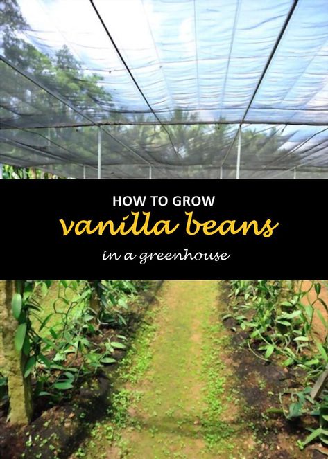 Growing Vanilla Beans In Greenhouse, How To Grow Vanilla Beans Indoors, How To Grow Vanilla, Growing Vanilla Beans Indoors, How To Grow Vanilla Beans, How To Grow Vanilla Beans Plants, Growing Vanilla Beans, Vanilla Bean Plant, Growing Vanilla