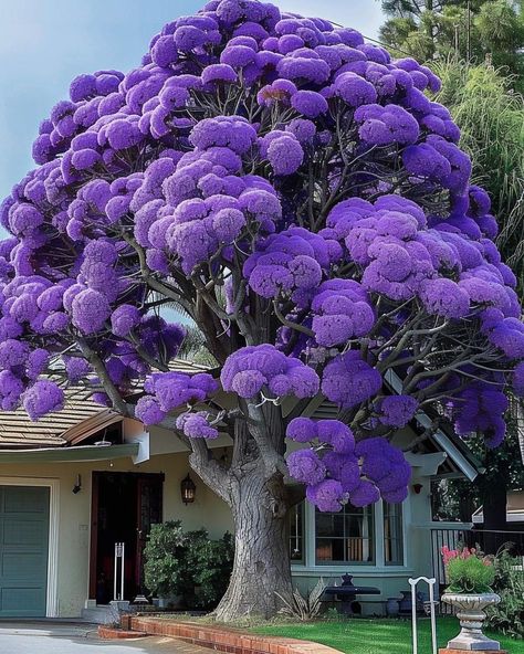 Strange Plants, African Tree, Unusual Flowers, Tree Seeds, Facade Architecture, Lawn Garden, Garden Projects, Trees To Plant, Purple Color