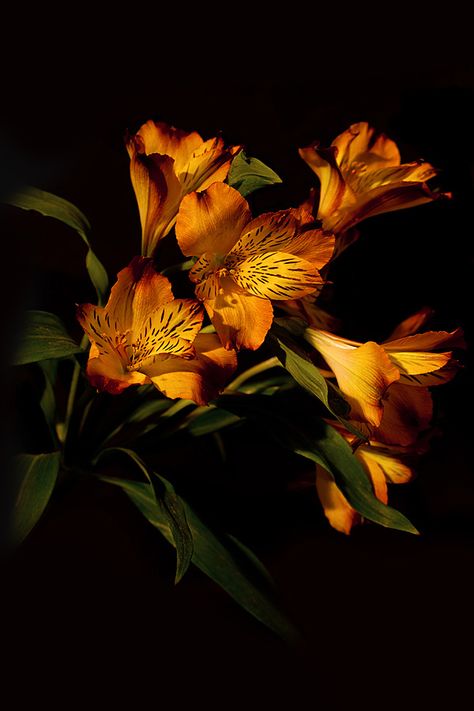 Flowers Black Background, Nothing But Flowers, Iphone Homescreen Wallpaper, Orange Aesthetic, Flower Therapy, Foto Art, Pretty Plants, Homescreen Wallpaper, Exotic Flowers