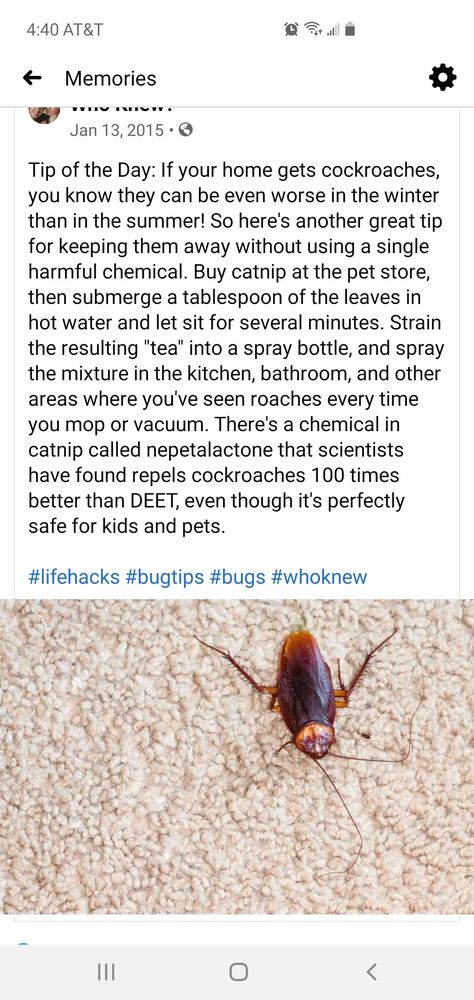 Homemade Bug Repellent For House, Natural Cockroach Repellent, Keep Bugs Out Of House, Natural Bug Repellent For Home, Pest Repellent, Natural Bug Repellent, Bug Killer, Bug Control, Diy Cleaning Solution