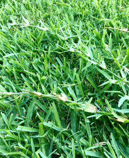 Looping St Augustine Grass, Fern Flower, Grass Type, Plant Pests, Healthy Lawn, Backyard Plants, Grasses Landscaping, Plant Problems, New Roots