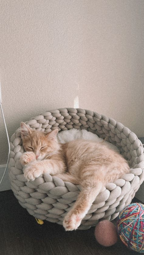 Cute Cat Beds Ideas, Cute Cat Beds Aesthetic, Cozy Cat Bed, Aesthetic Cat Supplies, Knit Cat Bed, Diy Crochet Cat Bed, Cute Cat Beds, Cute Orange Kitten, Cat Cave Crochet Pattern