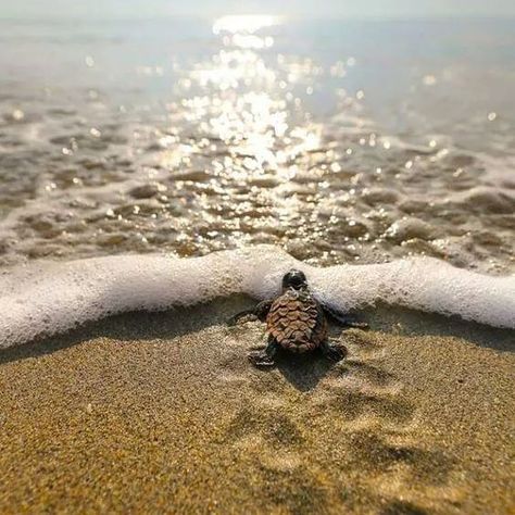 Pictures Of Turtles, Turtle Hatching, Baby Sea Turtles, Turtle Love, Cute Turtles, Baby Turtles, Character Profile, Ocean Water, Sea Turtles