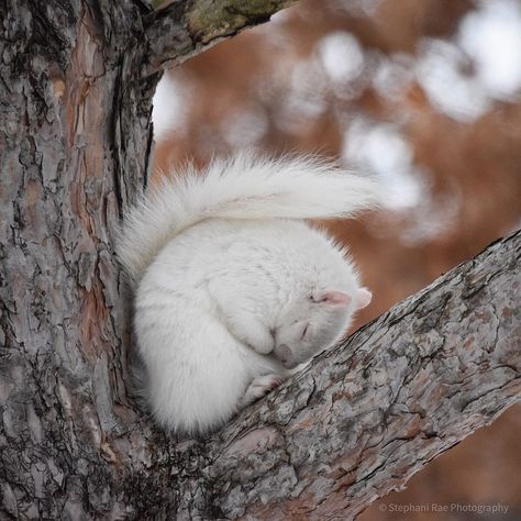 Stephani Rae Photography on Instagram: “Lola all tucked in for a short winter’s nap 😴 💤 #albinosquirrel #naptime #squirrel #squirrels #squirrelwatching #squirrelsofinstagram…” White Squirrel, Squirrel Repellant, Squirrel Feeder Diy, Squirrel Home, Squirrel Tattoo, Squirrel In Snow, Northern Flying Squirrel, Eastern Gray Squirrel, Squirrel Illustration