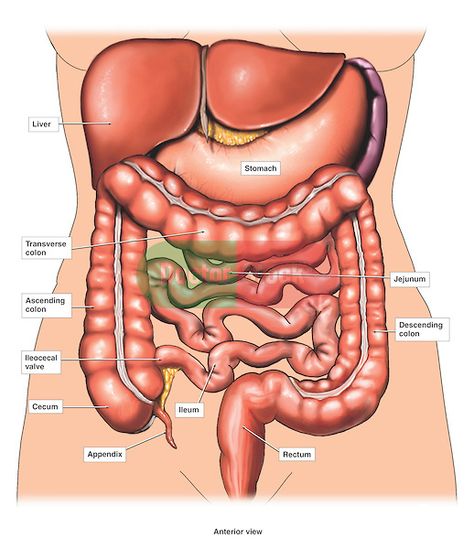 Anatomy of Digestive Organs | exhibit pictures the anatomy of the abdominal organs of the digestive ... Stomach Diagram, Human Organ Diagram, Human Body Organs Anatomy, Body Organs Diagram, Body Anatomy Organs, Human Anatomy Picture, Human Anatomy Chart, Human Body Diagram, Human Anatomy Female