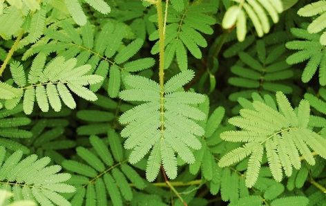 Sensitive Plant Brazilian Plants, Mimosa Plant, Mimosa Pudica, Planting For Kids, Sensitive Plant, Earthly Delights, Indoor Gardens, Growing Seeds, Garden Stuff