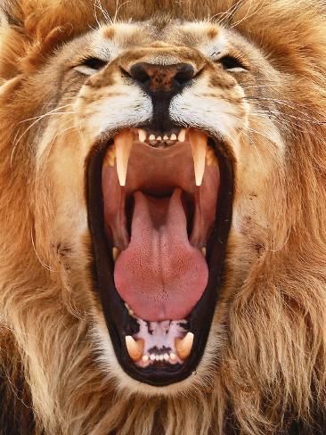 Lion Roar, Jungle Lion, Lion Photography, Lions Photos, Lions Head, Lion Love, Roaring Lion, Lion Wallpaper, Lion Images