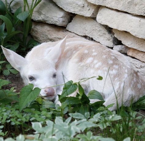 Albino Deer Aesthetic, White Deer Aesthetic, Misty Moors, Deer Aesthetic, Albino Deer, Big Deer, Deer Girl, Albino Animals, White Deer