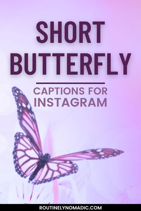 Purple butterfly with words Short Butterfly Captions for Instagram Cute Short Quotes, Fluttering Butterfly, Short Instagram Quotes, Insta Aesthetic, Cute Captions, Butterfly Quotes, Captions For Instagram, Aesthetic Ideas, Cute Butterfly