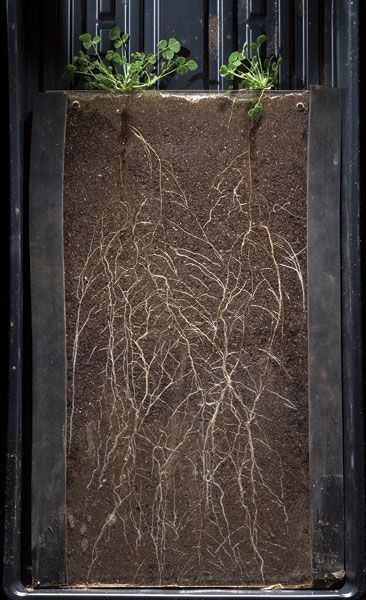 Soil Photography, Soil Art, Healthy Soil, Tree Textures, Permaculture Gardening, Natural Structures, Soil Layers, Soil Health, Plant Combinations