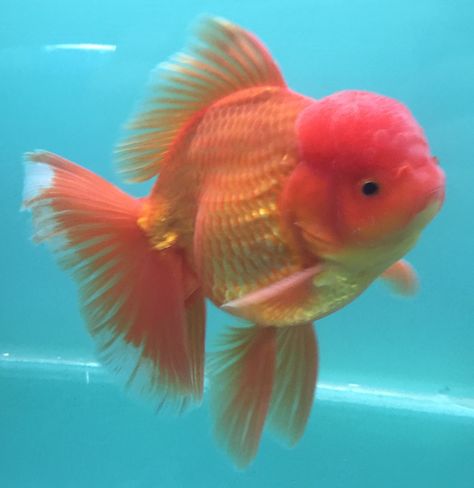 Goldfish Chunky Goldfish, Chubby Goldfish, Fat Goldfish, Oranda Fish, Pretty Goldfish, Goldfish Oranda, Goldfish Names, Oranda Goldfish, Goldfish Art