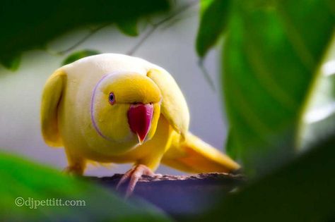 Yellow Indian Ringneck Parakeet by  DJ Pettitt Indian Ringneck Parrot, Aviary Birds, Ringneck Parrot, Facial Markings, Ring Necked Parakeet, Indian Ringneck, Parrot Training, Tropical Scenery, Indian Ring