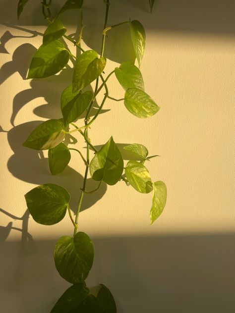 Plants Golden Hour, Calm Sunset Aesthetic, Leaves Astethic, Greenish Yellow Aesthetic, Golden Green Aesthetic, Green Beige Aesthetic, Evelyn Aesthetic, Room Astethic, Bangkok House