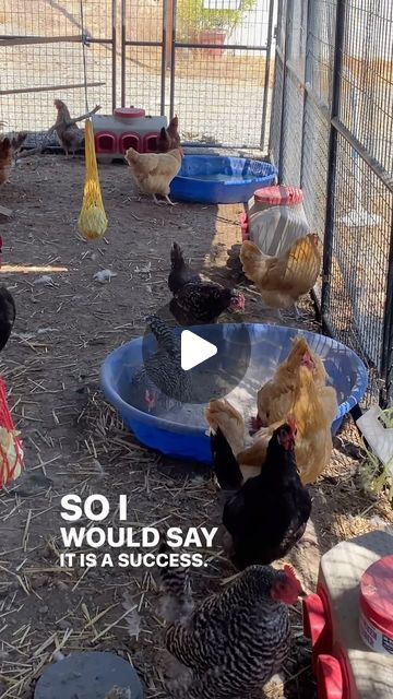 Roberts Family Ranch on Instagram: "Trying out a new dust bath recipe today! I mixed cold wood ash from our fire pit with equal parts Pampered Chicken Mama floral dust bath. It smells like a spa when you open the container! I bought the 5lb jug to try out but next time I’ll definitely go bigger. Yes I know I don’t HAVE to do this for my GIRLS🙃 But I enjoy doing extra little things to make them more comfortable, entertained, and happy. I have the dust bath linked in my bio. But you can also make one at home using the individual ingredients. I chose the lazy way and bought it already made😜 #chickens #dustbath #chickentips #livestock #homesteading #raisingchickens" How To Make A Dust Bath For Chickens, Dust Bath Container Ideas, Chicken Dust Bath Recipe, Dust Bath Recipe, Chicken Dust Bath Ideas, Chicken Bath, Dust Bath For Chickens, Chicken Mama, Chicken Care