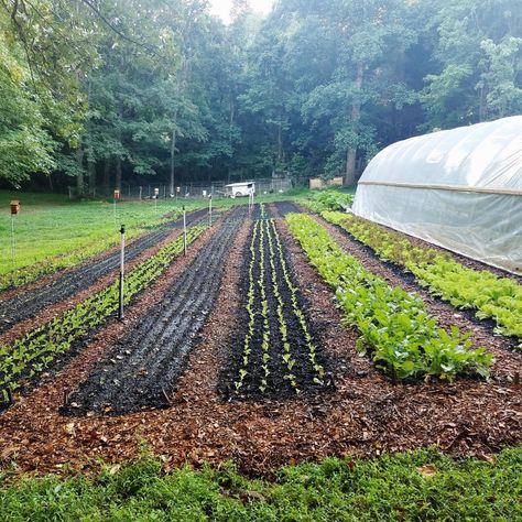 The No-Till Market Garden, Sattin Hill Farm — No-Till Growers  (This is a growing trend that builds soil and improves crop quality.) Crop Garden Design, Permaculture Market Garden, Large Food Garden, Tilled Garden Layout, No Till Flower Farming, No Till Vegetable Garden, Market Garden Ideas, No Till Garden Layout, Market Garden Layout