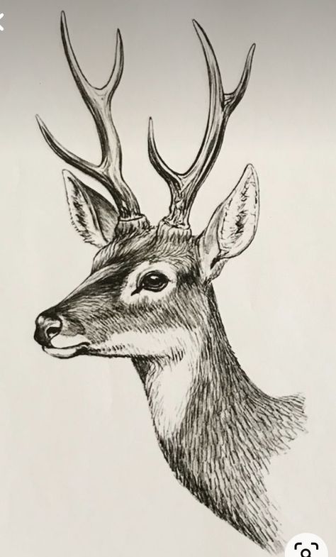 Deer Drawing Sketches, Deer Sketches, Buck Drawing, Deer Head Drawing, Drawing Ideas Animals, Deer Sketch, Deer Drawing, Deer Painting, Animal Drawings Sketches