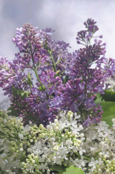 Lilac Companion Plants: What To Plant With Lilac Bushes -  However lovely the flowers are, the lilac shrub’s short blooming season can be disappointing. Careful selection of lilac bush companions in the garden can help fill the gap. For tips on what to plant with lilac bushes, click this article. Landscaping With Lilacs, Lilac Shrub Landscaping, What To Plant With Lilacs, Lilac Garden Ideas, Lilac Landscaping Ideas, Lilac Recipes, Korean Lilac Tree, Flower Shrubs, Lilac Pruning