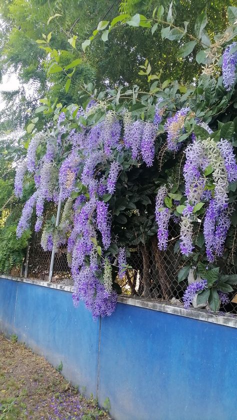 Creeper Plants, Petrea Volubilis, Creepers Plants, Climber Plants, Landscaping With Roses, Blue And Purple Flowers, Flower Background Wallpaper, Exotic Flowers, Flower Backgrounds