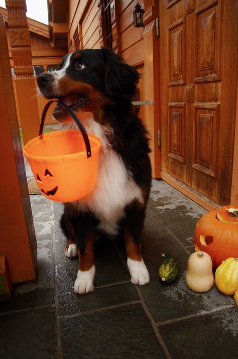 Burmese Mountain Dogs, Witching Hour, Dog Halloween Costumes, Best Dog Breeds, Dog Rules, Mountain Dog, Bernese Mountain, Puppy Pictures, Bernese Mountain Dog