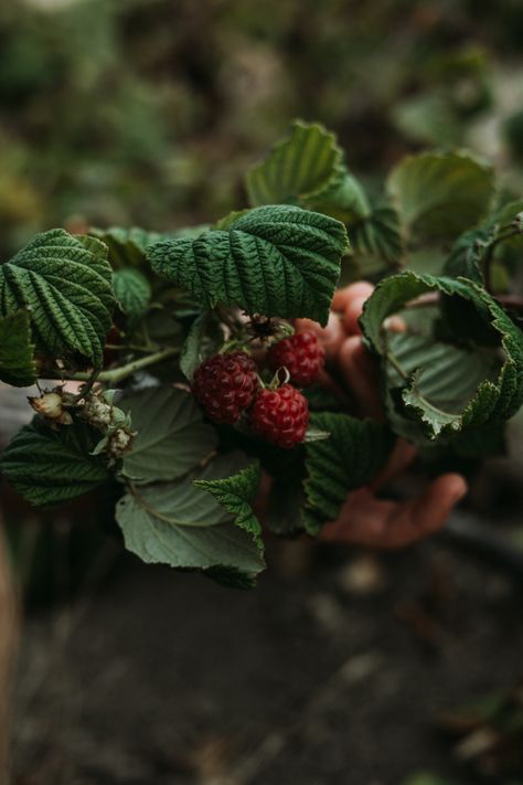 Raspberry bush, perfect wallpapers for your phone Raspberry Bush Tattoo, Wild Raspberry Aesthetic, Raspberry Bush Aesthetic, Wild Raspberry Bush, Rasberry Aestethic Fruit, Raspberry Bush, Fall Feels, Village Life, Wallpaper For Your Phone