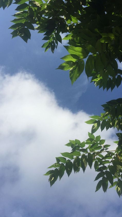 Background Leaves Aesthetic, Tree Pictures Aesthetic, Aesthetic Cloud Pictures, Clouds And Trees Aesthetic, Tree And Sky Aesthetic, Sky With Trees Aesthetic, Light Green Nature Aesthetic, Aesthetic Tree Pictures, Aesthetic Pictures Clouds